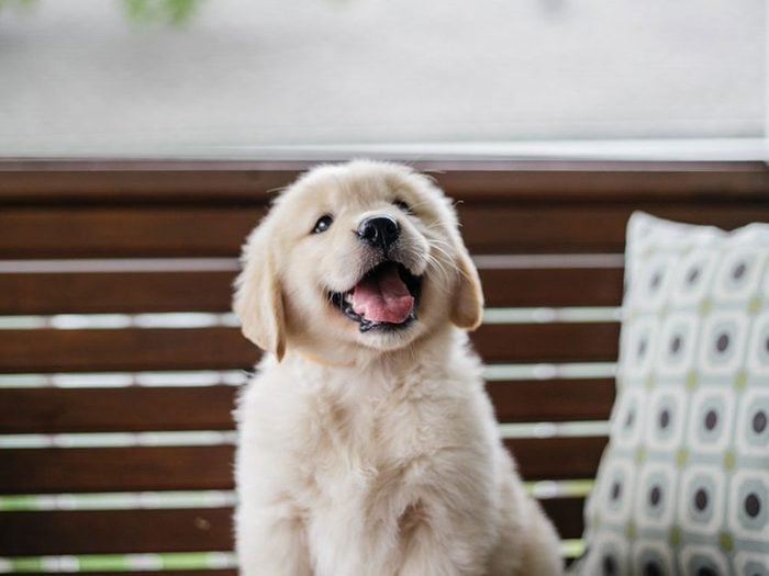Le Golden retriever est l'une des races de chiens dont les chiots sont les plus mignons!