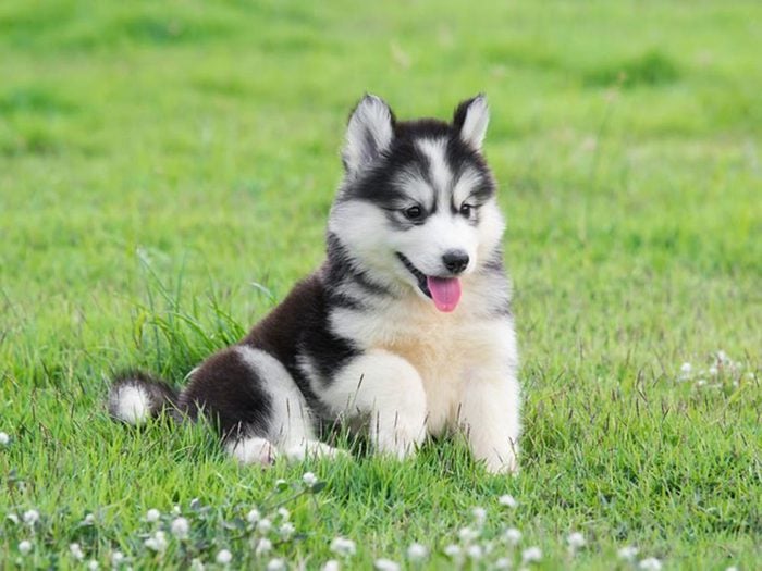 Le Husky de Sibérie est l'une des races de chiens dont les chiots sont les plus mignons!