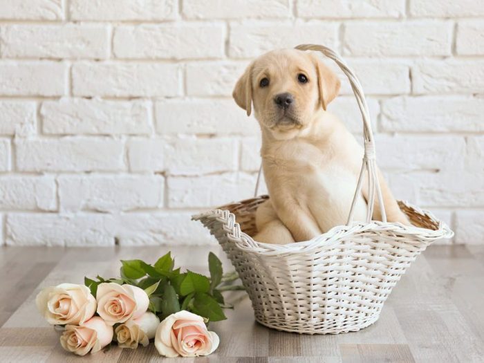 Le Labrador est l'une des races de chiens dont les chiots sont les plus mignons!