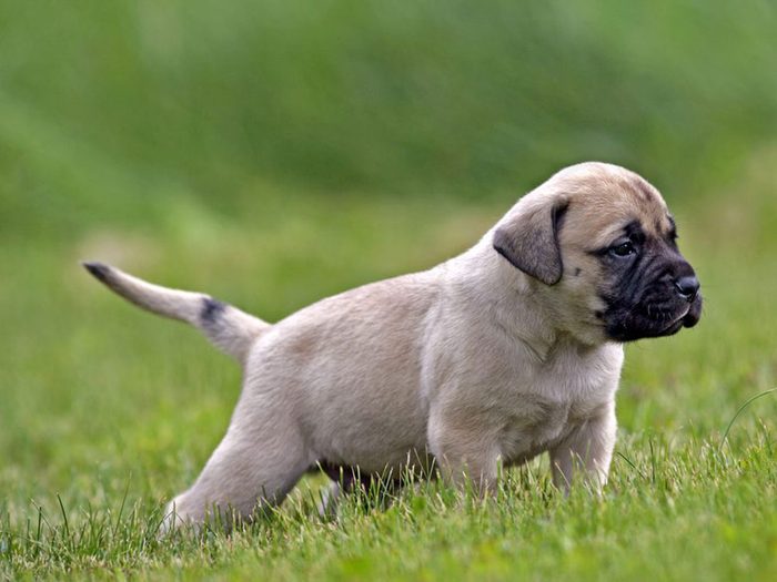 Le Mastiff est l'une des races de chiens dont les chiots sont les plus mignons!
