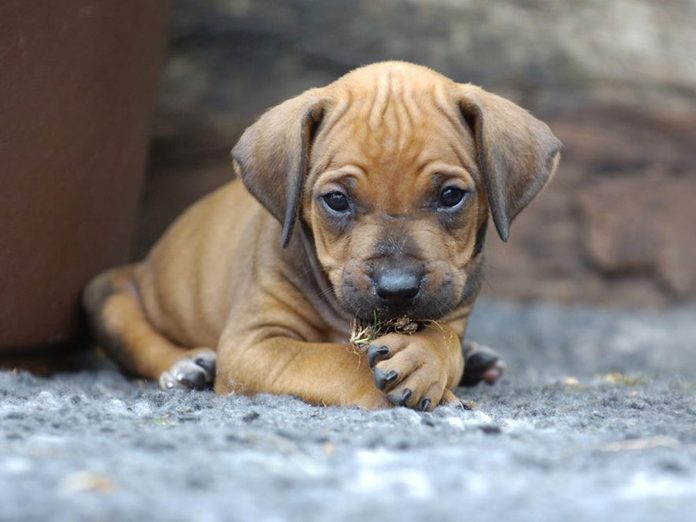Le Rhodesian Ridgeback est l'une des races de chiens dont les chiots sont les plus mignons!