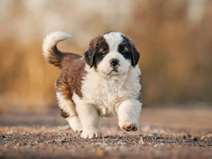 Le Saint-Bernard est l'une des races de chiens dont les chiots sont les plus mignons!