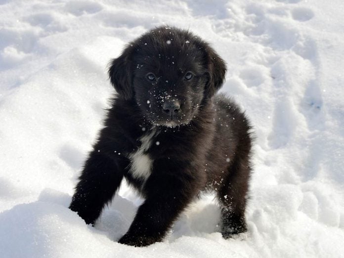 Le Terre-Neuve est l'une des races de chiens dont les chiots sont les plus mignons!
