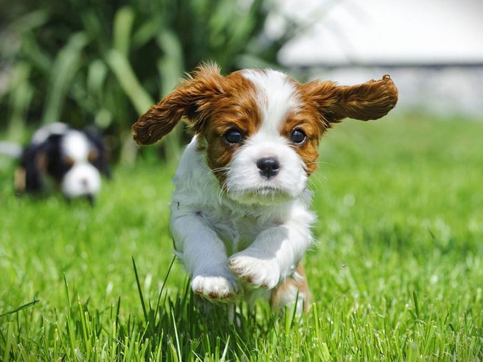 L'Épagneul Cavalier King Charles est l'une des races de chiens dont les chiots sont les plus mignons!
