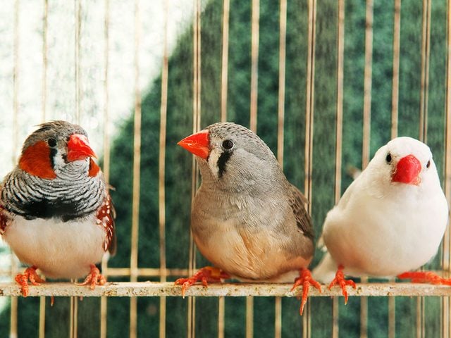 Quelle est la temprature idale  l'intrieur de la maison pour les oiseaux?