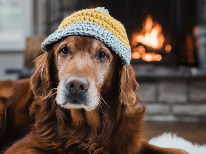 Quelle est la température idéale à l'intérieur de la maison pour les chiens?
