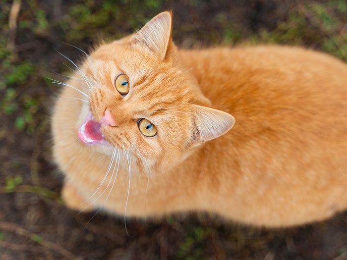 Si les animaux pouvaient parler, le chat vous dirait que son miaulement change avec l'âge.