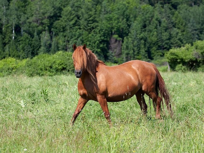 Si les animaux pouvaient parler, le cheval diriat qu'il se souvient de notre humeur de la dernière fois.