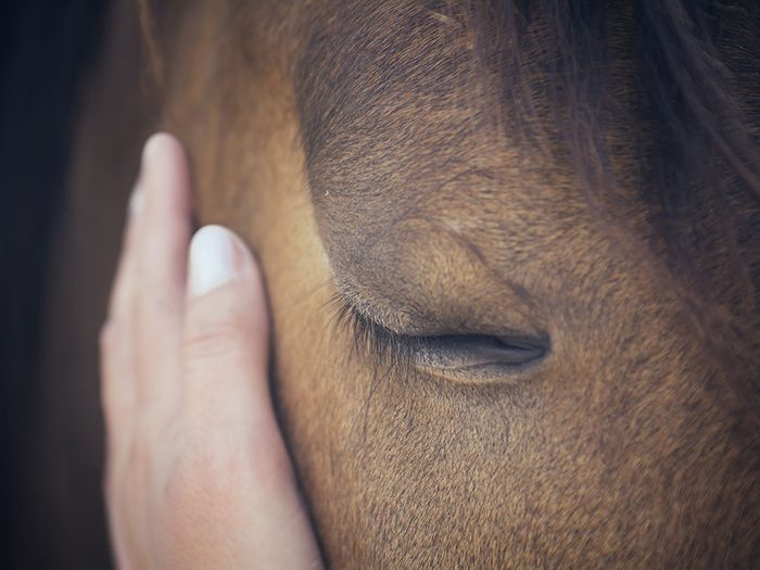 Si les animaux pouvaient parler le cheval dirait qu'il peut deviner notre humeur.
