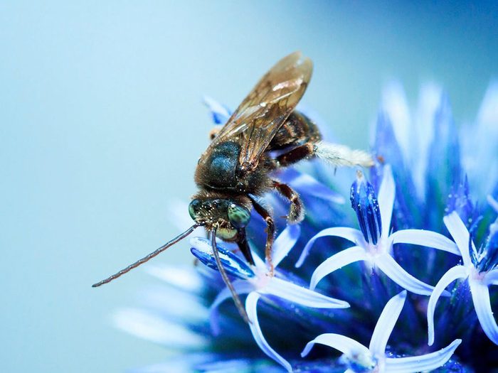 Bonne nouvelle: l’abeille bleue n’est plus en voie de disparition.