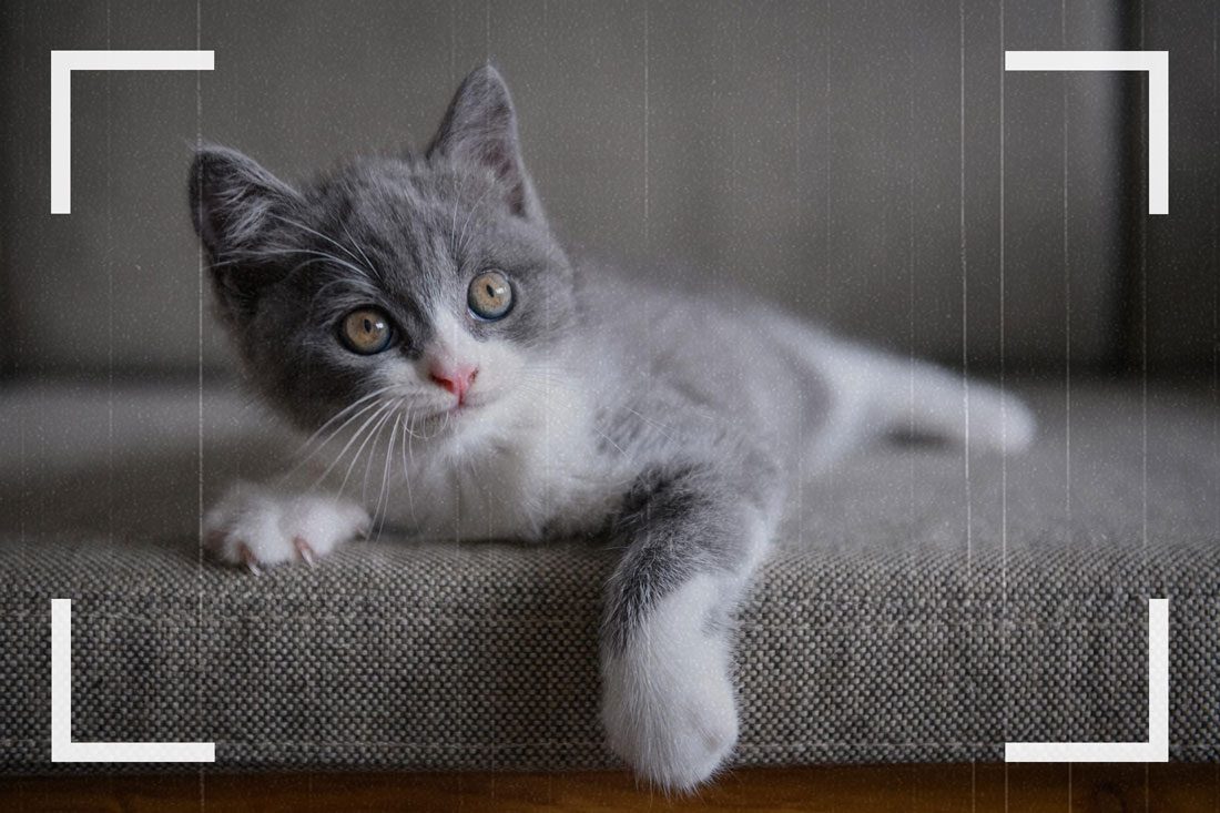 Des caméras de surveillance ont pu capturer des images d'une déclaration d'amour envers les chats.