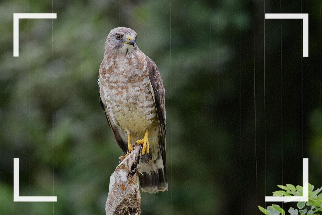 Des caméras de surveillance ont pu capturer des images de faucon.