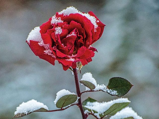 La beaut de l'hiver canadien  travers cette image d'une rose enneige.