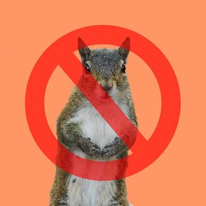 Les écureuils sont interdits à la Maison Blanche.