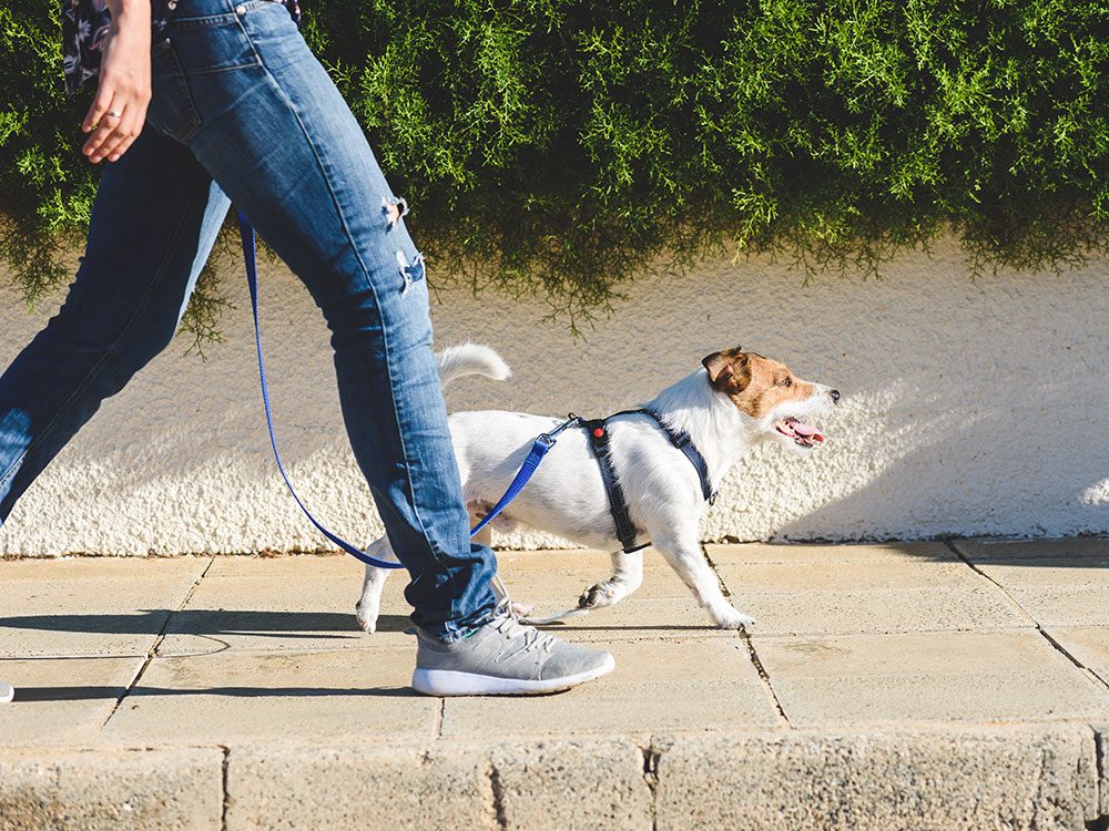 Amenez votre chien pendant votre marche pour brûler plus de calories.