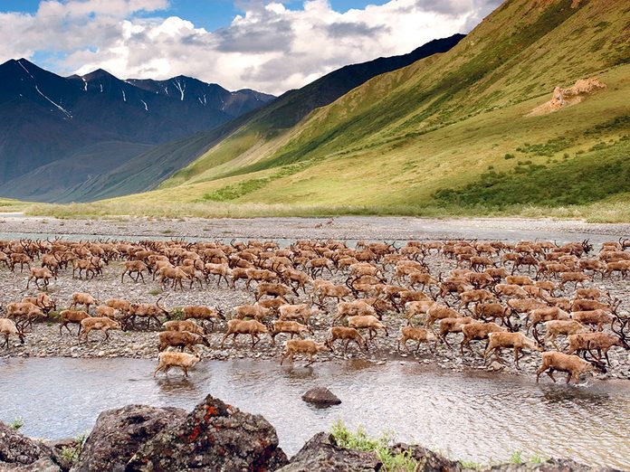 Menace sur les caribous en Alaska.