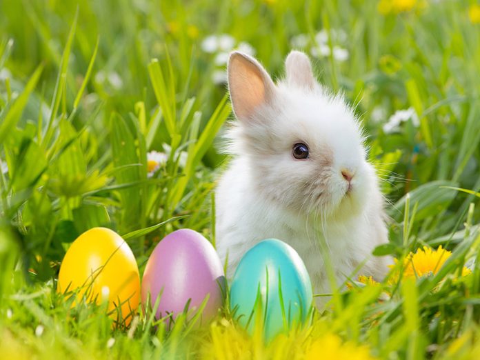 Mythes de l'enfance: cloches et lapins de Pâques.