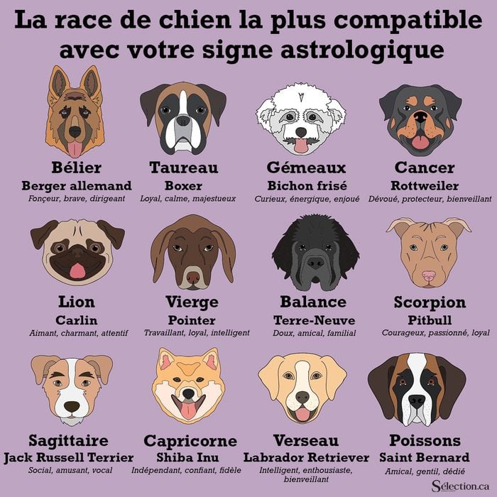 Les races de chiens selon son signe astrologique