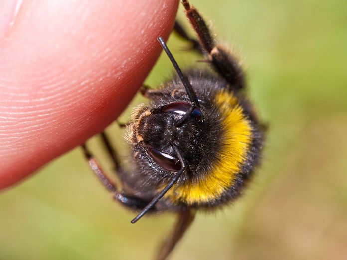 L'apprenti apiculteur était peut-être allergique aux piqures d'abeilles.