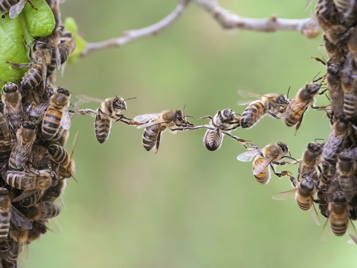 Les abeilles sont de vraies techniciennes.