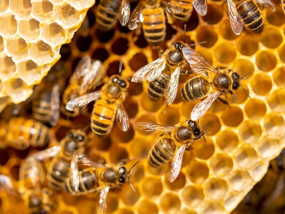 Ruches d'abeilles chez soi: un passe-temps qui a du piquant