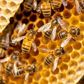 L'apprenti apiculture a enfin pu avoir un essaim.
