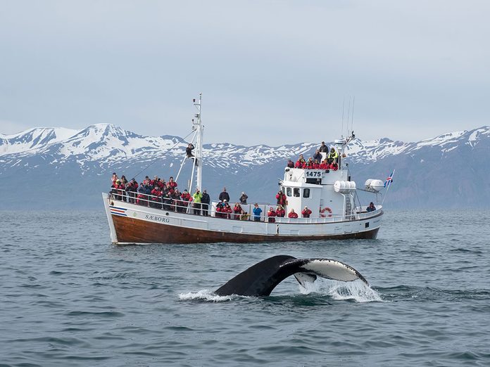 Bonnes nouvelles: la chasse à la baleine est-elle enfin terminée en Islande?