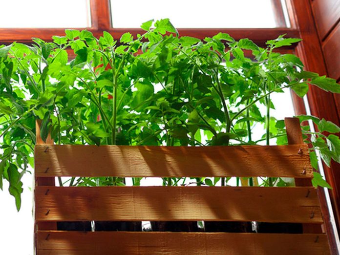 Cultiver les tomates dans une jardinière de fenêtre.
