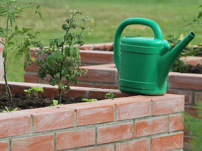 Cultiver les tomates dans des jardinières surélevées et des bacs de plantation.