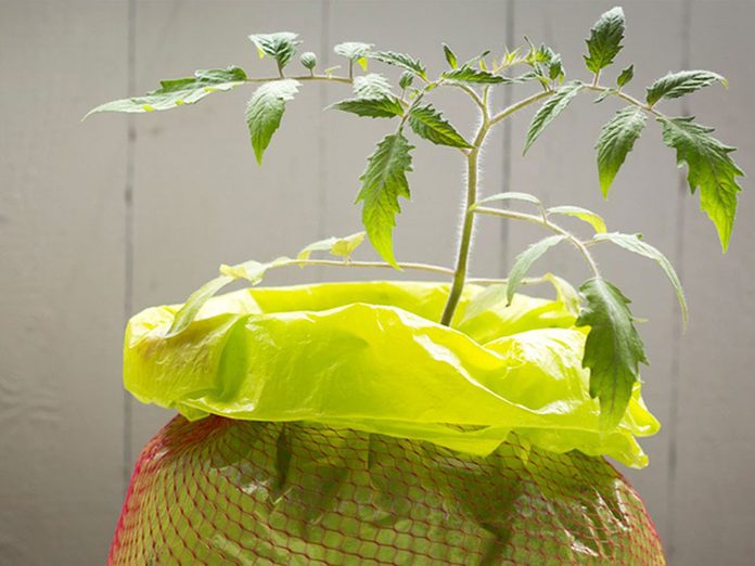 Cultiver les tomates dans des sacs de culture.