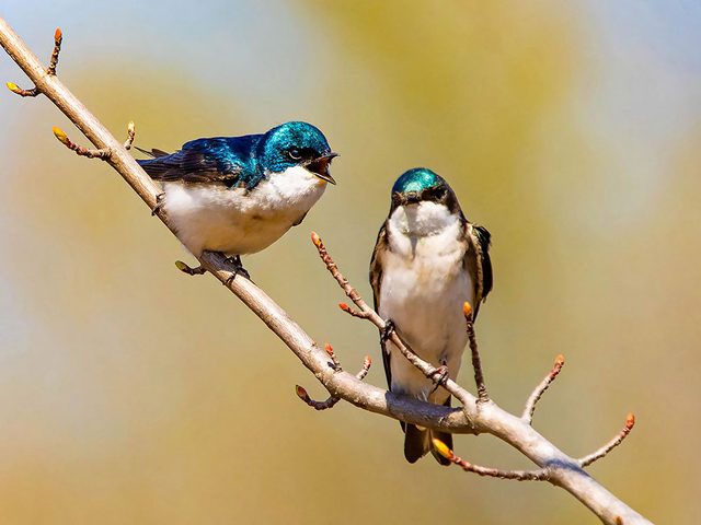 Pourquoi les oiseaux chantent au printemps?