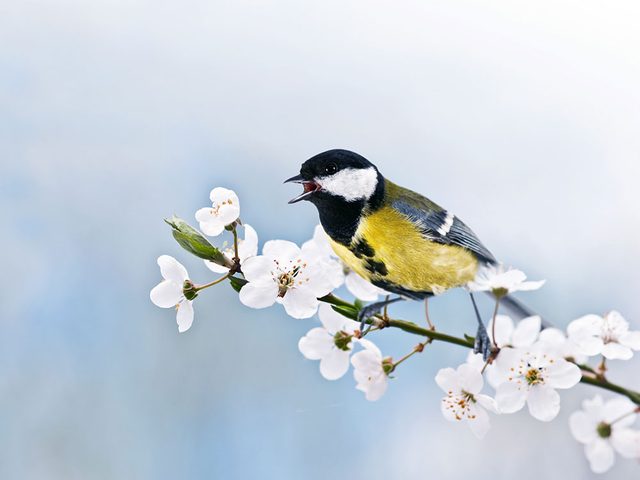 Pourquoi les oiseaux chantent avec une multitude de sonorits?