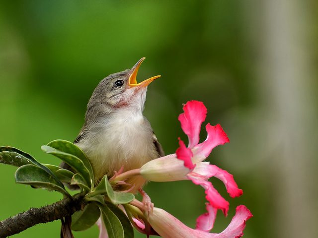 Pourquoi les oiseaux chantent-ils?