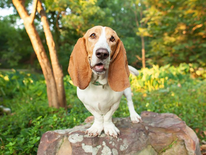 Le Basset Hound est l'une des races de chien de taille moyenne idéales pour la famille.