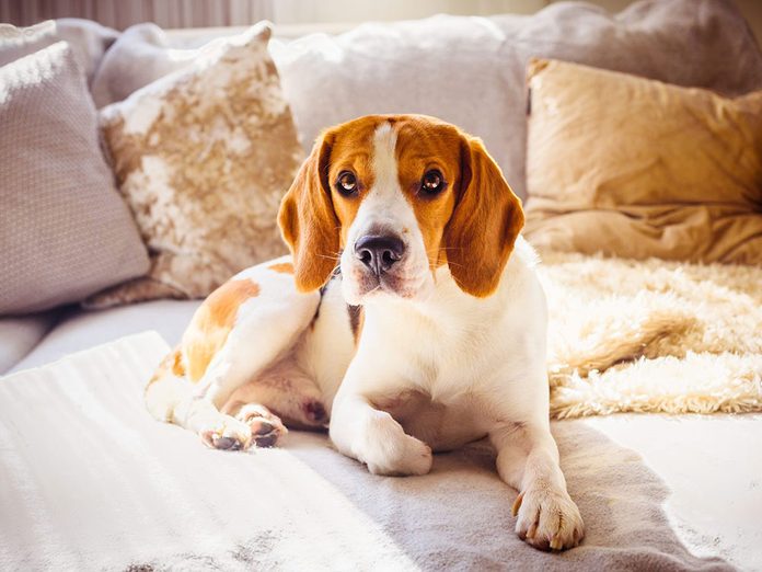 Le Beagle est l'une des races de chien de taille moyenne idéales pour la famille.