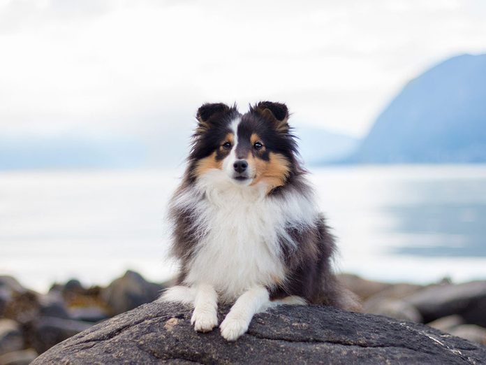 Le Berger des Shetland est l'une des races de chien de taille moyenne idéales pour la famille.