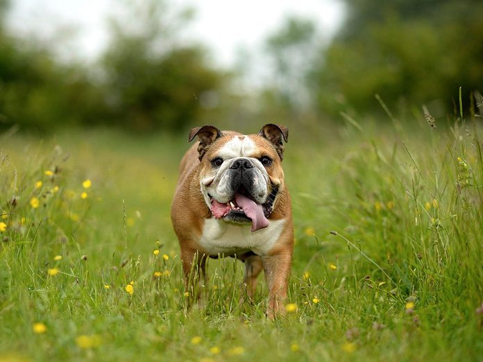 Le Bouledogue anglais est l'une des races de chien de taille moyenne idéales pour la famille.