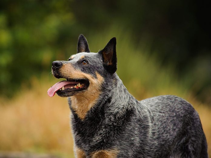 Le Bouvier australien est l'une des races de chien de taille moyenne idéales pour la famille.