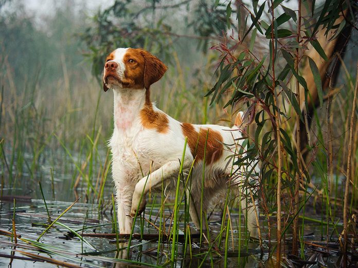 L’Épagneul breton est l'une des races de chien de taille moyenne idéales pour la famille.