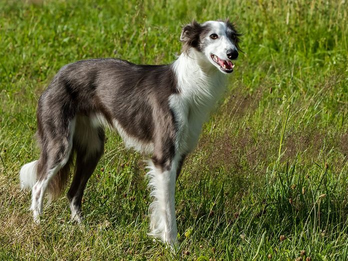 Le lévrier de soie (Silken Windhound) est l'une des races de chien de taille moyenne idéales pour la famille.