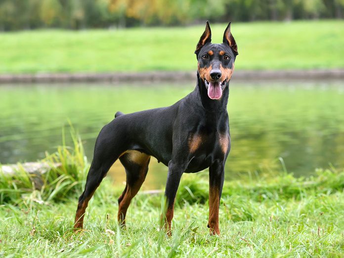 Le Pinscher moyen (Pinscher allemand) est l'une des races de chien de taille moyenne idéales pour la famille.