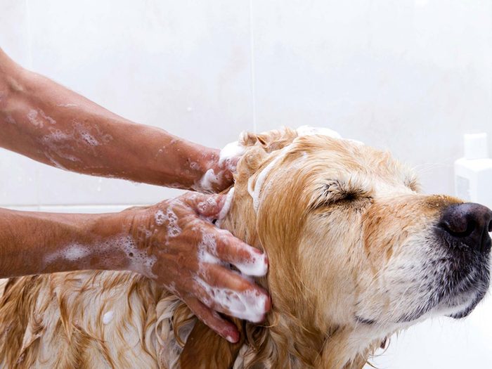 Donner un bain au chien pour éviter les allergènes.