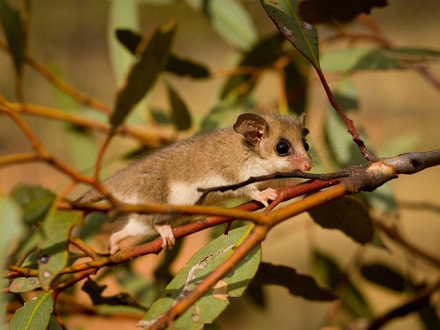Bonnes nouvelles cologiques en Australie: lopossum pygme fait renatre lespoir.