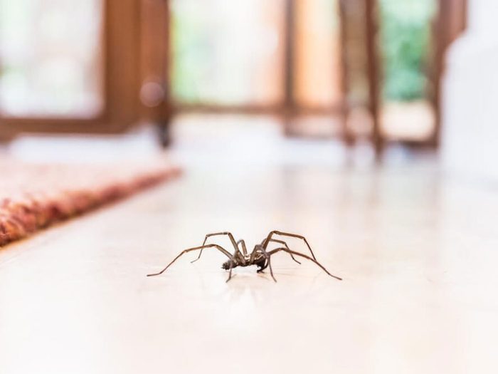 Avoir une foison d’araignées est signe que votre maison risque d'être infestée.