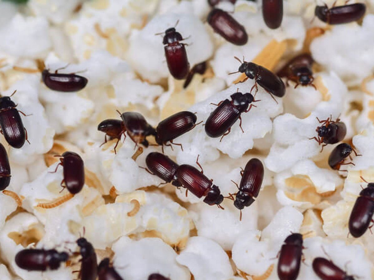 Comment les insectes vont changer votre façon de manger !