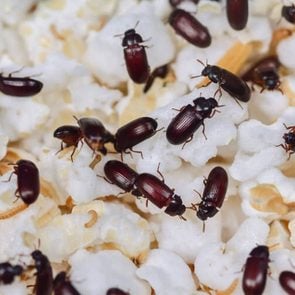 Comment se débarrasser des insectes tels que les vers de la farine?