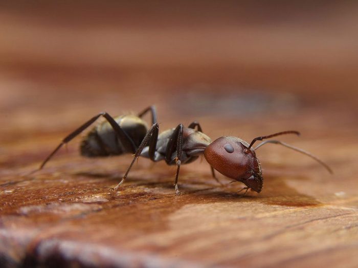 Mélanger les colonies n’éliminera pas votre problème de fourmis.