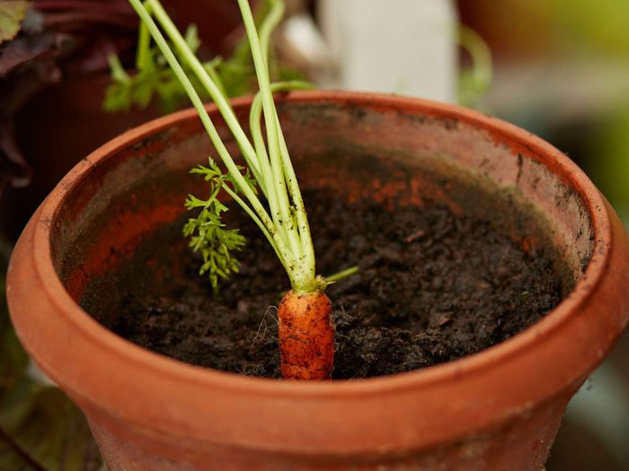 Les fanes de carotte font partie des légumes à planter à partir des restes de cuisine.