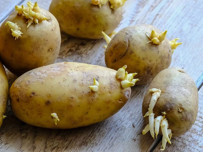 Les pommes de terre font partie des légumes à planter à partir des restes de cuisine.