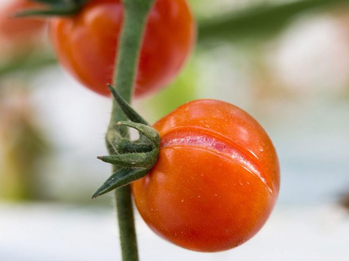 Les tomates font partie des légumes à planter à partir des restes de cuisine.